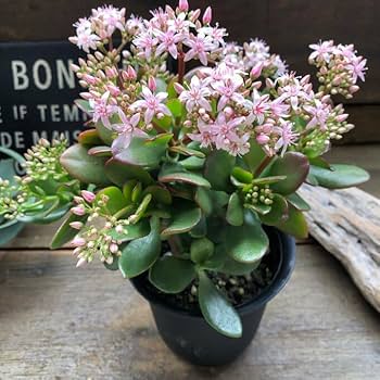 Amazon | 金のなる木 花月 多肉植物 4号黒鉢 観葉植物 成金草
